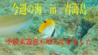 山口県　青海島　今週の海　vol.203