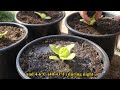 how to grow lettuce in small containers from seed to harvest