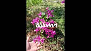 I will share to you my bougies rare collection#happygardening#bougainvilla  #gardening