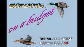 Birding on a Budget: Tokina 400mm #Tokina #Nikon #dslr #oregrund