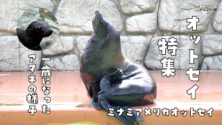 【ミナミアメリカオットセイ】オットセイ特集