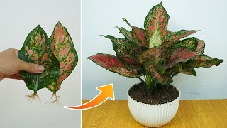 How to propagate Aglaonema Red Valentine by leaves | effective in removing toxins in the air