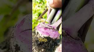 #vegetables #turnip #gardening #nature #plant #winter #plantlovers #harvesting