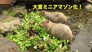 夜食にもなるホテイアオイ　大宮公園のカピバラたち