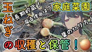 タマネギの収穫時期と収穫方法！葉の切り方や乾かし方、貯蔵方法など解説しています。