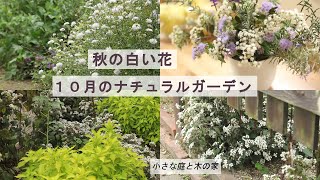 秋の白い花　10月のナチュラルガーデン