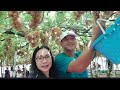 Picking grapes at Bauang La union/ley ann mix tv