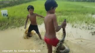 Children Catch Giant Snakes In Cambodia