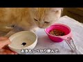 猫も泊まれる東急ハーヴェストクラブ有馬六彩＆viala