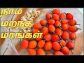 மகிழம் பழம்/பூக்கள் அறுவடை.Magizam palam/poo harvest, Magilam Fruit/flower