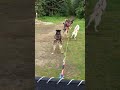 how alaskan mushers run their sled dogs during the summer