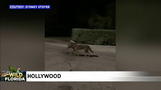 Wild Florida: Coyote roams streets of Hollywood