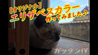 大ケガをした子猫にオリジナルのエリザベスカラーを自作して装着してみた！