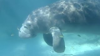 Florida grapples with record manatee deaths