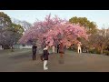 4k kawazu cherry blossom tour in daikanyama sugekari park saigoyama park t site 2023 tokyo japan