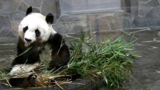 王子動物園　全～部タンタンが食べるのぉ～♪(2017/12/16)