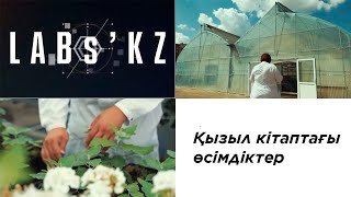 Қызыл кітаптағы өсімдіктер. «Labs.kz»