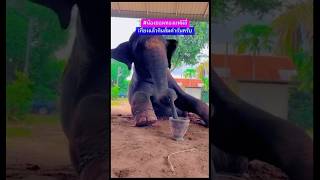 #ช้างน่ารัก #elephant #funnyelephant #funny #funnyvideo #มองนานๆ #animals