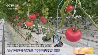 [中国三农报道]新疆乌鲁木齐：植物工厂里番茄成熟|农业致富经 Agriculture And Farming