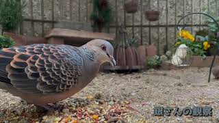 今日の小庭総集編(鳩数１羽)220115