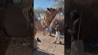 Big Camel #shorts #short #reels #trending #desertsafari #animals #camel