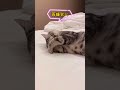 叫醒睡着的小猫 wake up the sleeping kitten cat funny kitten cute 猫咪 pets