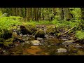 Relaxing and calm sounds from the gentle mountain stream in the forest - Running water to rest