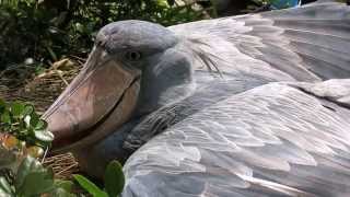 shoebill　ハシビロコウ、こんな所で羽の虫干し