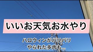 [多肉植物]ハロウィンがパリパリに…いいお天気なので水やり^_^私の戯言