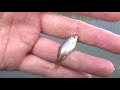 【タナゴ釣り初心者】霞ヶ浦の水路でタナゴ釣り｜float fishing