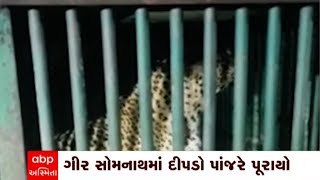 Gir Somnath : ગીર  સોમનાથના ઘાટવડમાં મહિલા પર હુમલા બાદ દીપડો પાંજરે પુરાયો