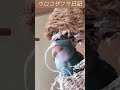 ［コザクラインコ　ウロコインコ］気難しいコザクラおじぃ parakeet lovebirds conure