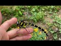 オニヤンマ♀ 2023年05月28日 capturing a golden ringed dragonfly giant dragonfly f may 28 2023