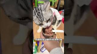 15 如何得到一只每天跟你贴贴的小猫咪～ #萌宠 #猫咪