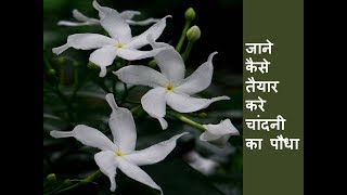 कलम से कैसे करे तैयार नया चांदनी का पौधा / How to regrow Crape Jasmine from Grafting #4