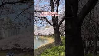 4/4首爾蠶室湖水公園櫻花現況🌸