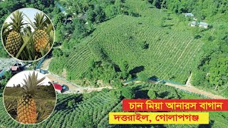 চান মিয়া আনারস বাগান, গোলাপগঞ্জ ।।  Pineapple Garden ।।  Golapganj Pineapple Garden ।।