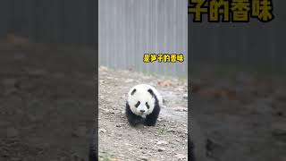 熊猫团子跑起来也太可爱了吧！ #大熊猫 #熊猫 #panda