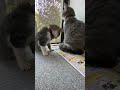 tail play【もふもふ】しっぽが気になる子猫くん ｀・ω・´ وﾆｬﾝﾀﾞﾌﾙﾊﾟﾜｰ