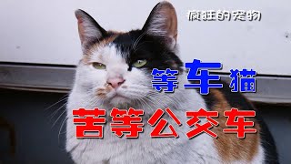 猫咪为了报恩，每天等公交车，只为与司机大叔见面