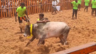 Live Thamarakki Jallikattu 2023