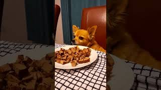 chihuahua leaves the beef and waits for chicken tikka balti