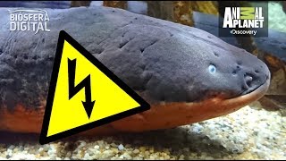 ¿Podríamos morir electrocutados por una anguila? - Biósfera Digital
