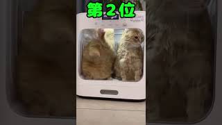 ネッコ動画見て癒されたら寝ろｗｗｗ #動物 #猫 #2ch動物スレ