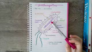 prokaryote doodle notes