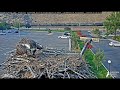 hellgate osprey iris delivers dinner to antali sat 9 7 24