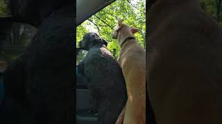 Summertime Dog Dreams Come True