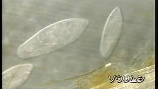 39th 20070306 水田にすむゾウリムシ 01