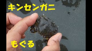 キンセンガニってやつが砂に潜る・・・それだけ(-_-;)