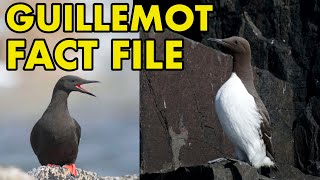 Guillemots: Fact File (British Wildlife Facts)